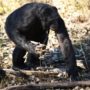 Chimps Have Mental Capabilities Needed to Cook Food