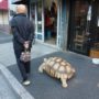 Man Walking Pet Giant Tortoise in Tokyo Becomes Internet Sensation