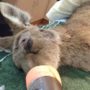 Kangaroo Survives 4 Days with Arrow Stuck in Head