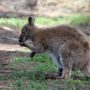Why Kangaroos Tend to Use Their Left Hands During Common Tasks?