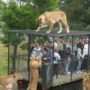 Lion Park: American Tourist Killed in South Africa Lion Attack