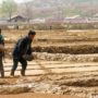 North Korea Experiences Worst Drought in Century