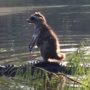 Raccoon Riding Alligator: Amazing Picture Captured at Ocala National Forest