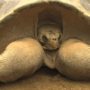 Speed the Tortoise: San Diego Zoo Oldest Animal Put Down at the Age of 150