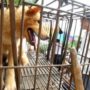 Yulin Dog Meat Festival 2015: China’s Summer Solstice Festival Sparks Internet Outrage