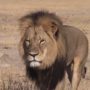 Cecil the Lion’s Head Wanted by Zimbabwe Conservation Task Force