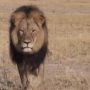 Cecil the Lion: Zimbabwean Hunter Defends Walter Palmer