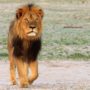 Cecil the Lion: Three American Airlines Ban Hunting Trophy Shipments
