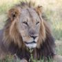 Cecil the Lion: Game Park Operator Charged with Illegal Hunting