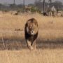 Cecil the Lion May Have a Bronze Statue at Hwange National Park