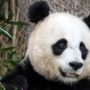 Mei Xiang: Giant Panda Gives Birth to Twins at Smithsonian National Zoo