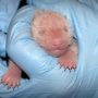 Mei Xiang’s Panda Cub Dies Days After Birth
