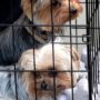 War on Terrier: Amber Heard’s Australia Dog-Smuggling Case Adjourned