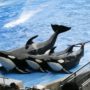 SeaWorld to Challenge Orca Breeding Ban