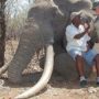 Largest African Elephant Killed by German Hunter in Zimbabwe