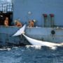 Japan to Restart Whaling Program in Antarctic despite ICJ Ruling