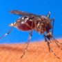 Drug-Resistant Malaria Moves from Cambodia to Laos, Thailand and Vietnam
