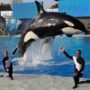 SeaWorld San Diego to Drop Orca Show