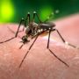 Zika Virus Could Treat Adult Brain Cancer