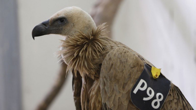 Israeli Griffon Vulture Cleared of Spying in Lebanon
