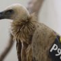 Israeli Griffon Vulture Cleared of Spying in Lebanon