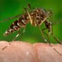What Is Zika Virus?