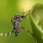Zika Outbreak: Thousands of Brazilian Babies Born with Birth Defects