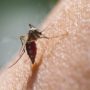 Zika Outbreak: Specialists Warn Women to Avoid Pregnancy