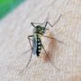 Zika Virus Has Explosive Pandemic Potential