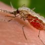Zika Outbreak: New Case Investigated In Florida