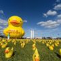 Giant Rubber Duck Artist Accuses Brazilian Protesters of Plagiarism