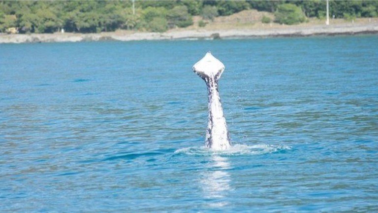 Tailless Humpback Whale Spotted Off New Zealand