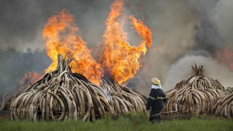 Giants Club Summit 2016: Kenya Burns Huge Ivory Stockpile