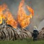 Giants Club Summit 2016: Kenya Burns Huge Ivory Stockpile