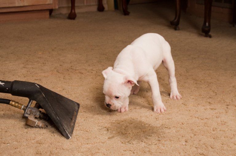 5 Step-by-Step Guide to Removing Pet Stains & Smells from Carpets & Furniture