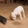 5 Step-by-Step Guide to Removing Pet Stains & Smells from Carpets & Furniture