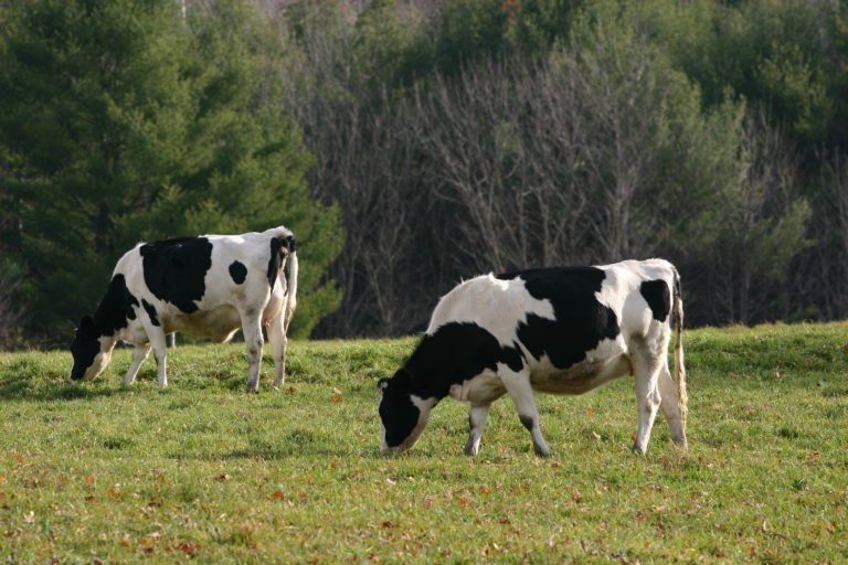 Mass Cow Theft Investigated In New Zealand