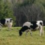 Mass Cow Theft Investigated In New Zealand