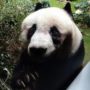 Jia Jia: World’s Oldest Giant Panda in Captivity Dies at 38