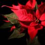 5 Ways Flowers Shout Christmas