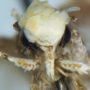 Neopalpa Donaldtrumpi: California Moth Becomes First Creature Named after Donald Trump