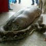Missing Indonesian Man Found Dead Inside Python