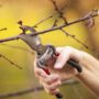 Spring Pruning: To Do or Not To Do?