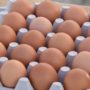 EU Egg Scandal: 20 Tonnes Fipronil-Tainted Eggs Sold in Denmark