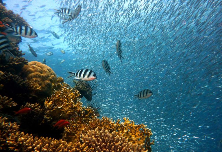 Exploring Wonders of the World: Fun Things to Do in Great Barrier Reef