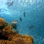 Exploring Wonders of the World: Fun Things to Do in Great Barrier Reef