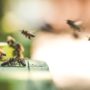 5 Signs of Bee Infestations