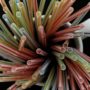 EU Plans to Ban Drinking Straws and Other Single-Use Plastics