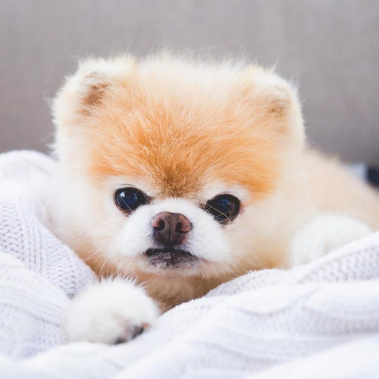 Boo the Pomeranian: World's Cuttest Dog Dies from Broken Heart at 12 ...