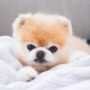 Boo the Pomeranian: World’s Cuttest Dog Dies from Broken Heart at 12